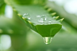 aloe-vera-gel-jpg-653x0_q80_crop-smart